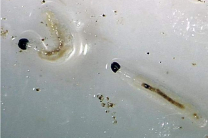 Черв'яки у питній воді знайшли мешканець прокопєвська Черв'яки у питній воді знайшли мешканець прокопєвська